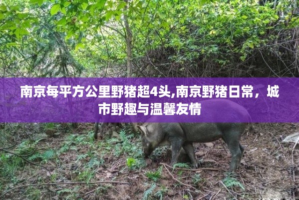 南京野猪现象，城市中的野趣与温馨友情，每平方公里超4头野猪