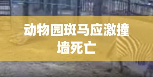 动物园斑马应激撞墙死亡