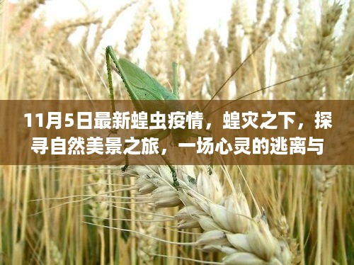 探寻自然美景之旅，蝗灾之下的心灵逃离与发现之旅（最新疫情报道）