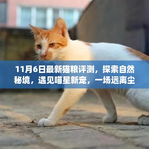 最新猫粮评测，探索自然秘境，遇见喵星新宠的心灵之旅