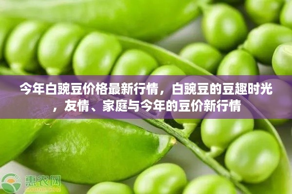 白豌豆最新行情揭秘，友情与家庭交织的豆趣时光与今年豆价走势分析