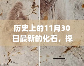 探寻化石奥秘，最新化石发掘与研究指南——11月30日的探索历程初学与进阶用户指南