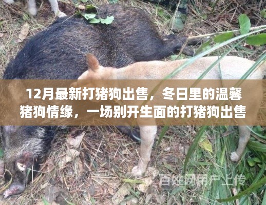冬日猪狗情缘，最新打猪狗出售之旅