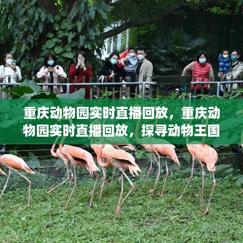 重庆动物园实时直播回放，探寻动物王国的魅力时光回顾