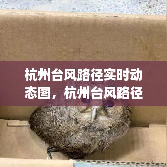 杭州台风路径实时动态监测与分析，最新台风动态图公布