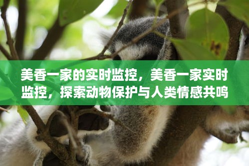 美香一家实时监控，动物保护与人类情感共鸣的新探索