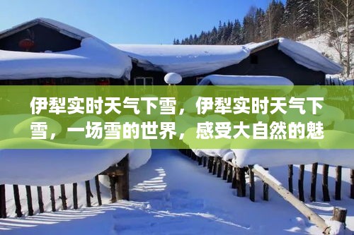 伊犁实时雪舞翩翩，大自然魅力的雪之世界