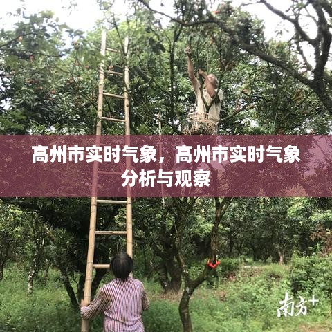 高州市实时气象分析与观察报告