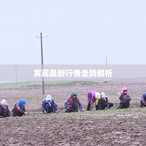 黄芪最新行情走势解析