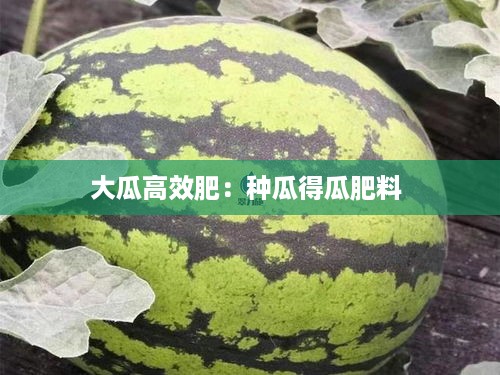 大瓜高效肥：种瓜得瓜肥料 
