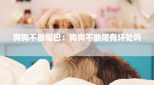 狗狗不断尾巴：狗狗不断尾有坏处吗 