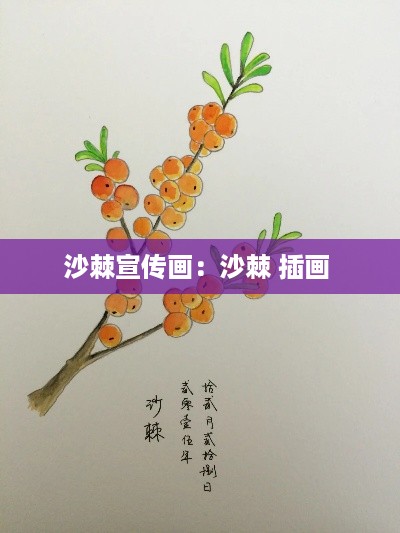 沙棘宣传画：沙棘 插画 