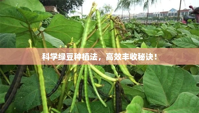 远山芙蓉 第2页