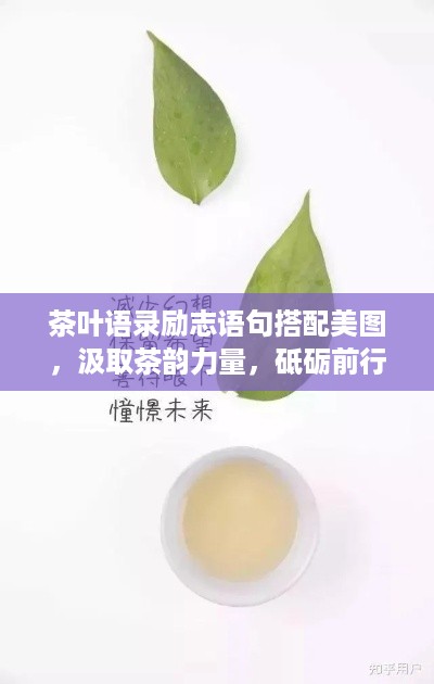 茶叶语录励志语句搭配美图，汲取茶韵力量，砥砺前行之路