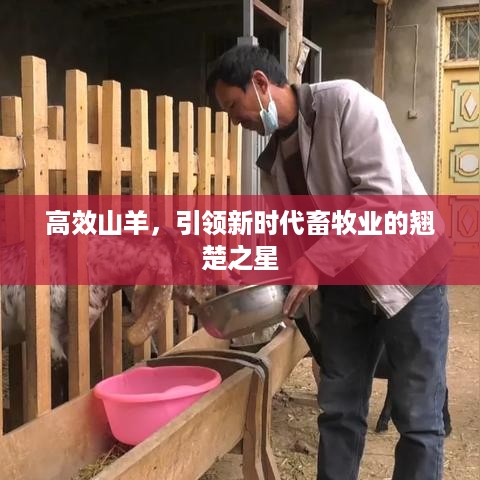高效山羊，引领新时代畜牧业的翘楚之星