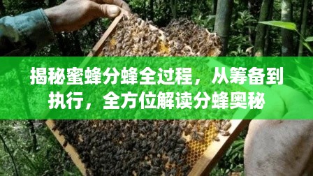 揭秘蜜蜂分蜂全过程，从筹备到执行，全方位解读分蜂奥秘