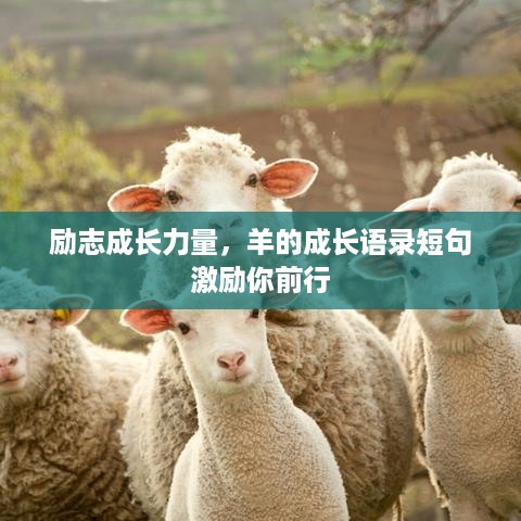 励志成长力量，羊的成长语录短句激励你前行