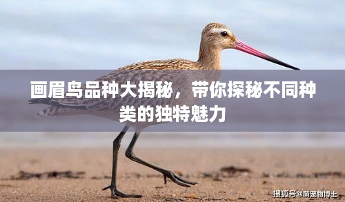 画眉鸟品种大揭秘，带你探秘不同种类的独特魅力