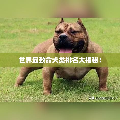 世界最致命犬类排名大揭秘！