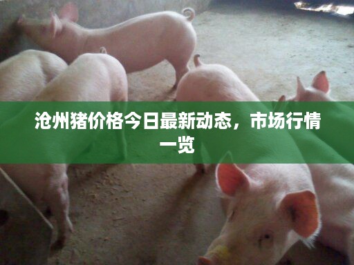 沧州猪价格今日最新动态，市场行情一览