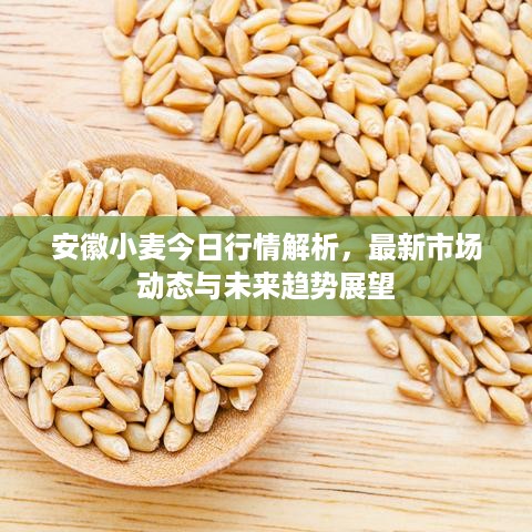 安徽小麦今日行情解析，最新市场动态与未来趋势展望