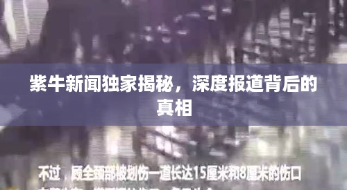 紫牛新闻独家揭秘，深度报道背后的真相
