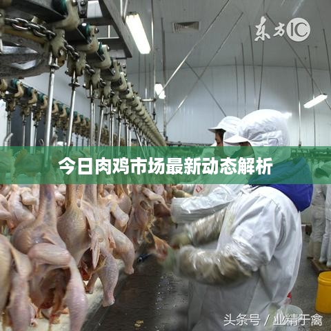今日肉鸡市场最新动态解析