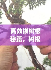 高效拔树根秘籍，树根拔除方法与技巧全解析