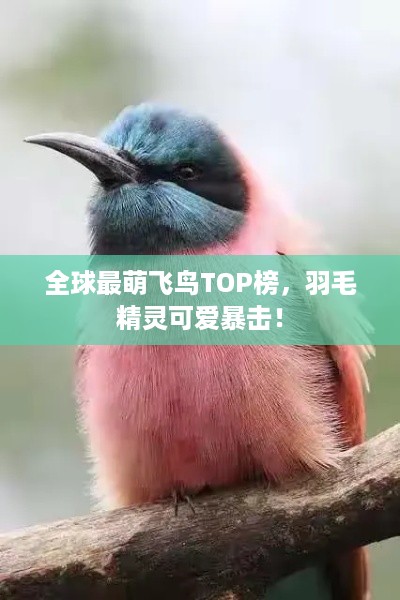 全球最萌飞鸟TOP榜，羽毛精灵可爱暴击！