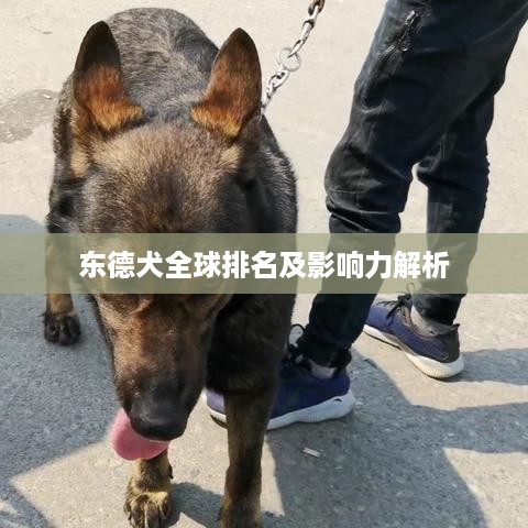 东德犬全球排名及影响力解析