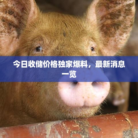 今日收储价格独家爆料，最新消息一览