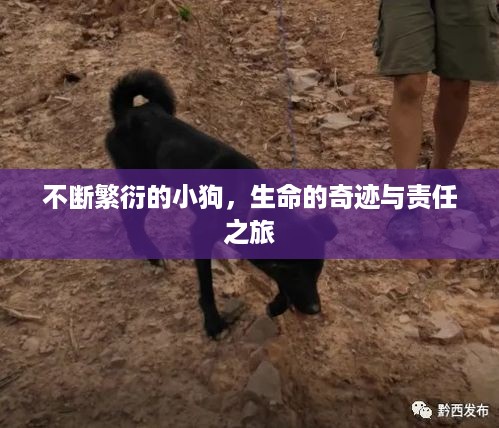 不断繁衍的小狗，生命的奇迹与责任之旅