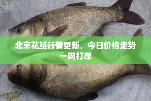 北京花鲢行情更新，今日价格走势一网打尽