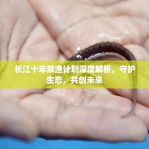 长江十年禁渔计划深度解析，守护生态，共创未来