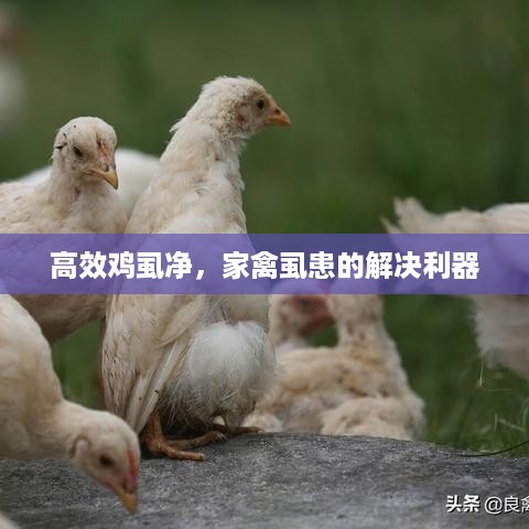 高效鸡虱净，家禽虱患的解决利器