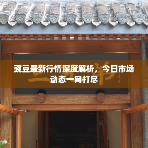 豌豆最新行情深度解析，今日市场动态一网打尽
