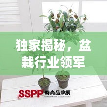 独家揭秘，盆栽行业领军品牌排名，行业内几大领先公司一网打尽！