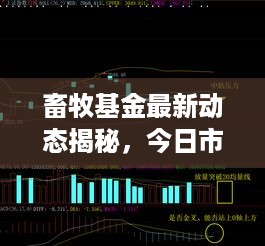 畜牧基金最新动态揭秘，今日市场走势及最新消息速递