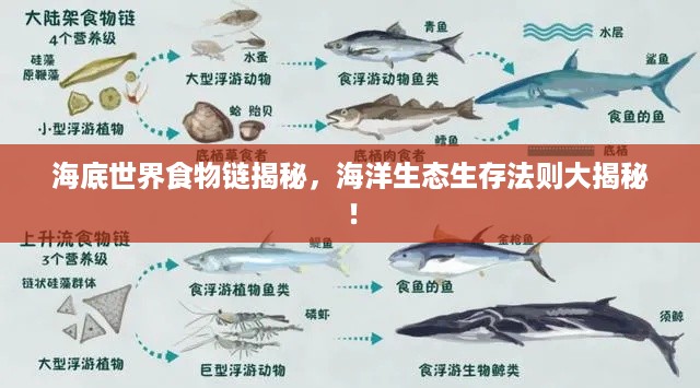 海底世界食物链揭秘，海洋生态生存法则大揭秘！