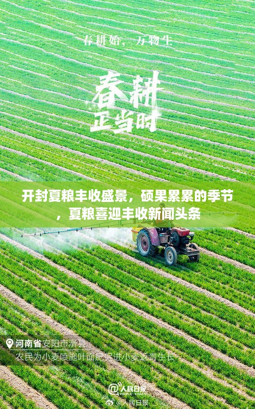 开封夏粮丰收盛景，硕果累累的季节，夏粮喜迎丰收新闻头条