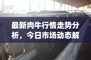 最新肉牛行情走势分析，今日市场动态解读