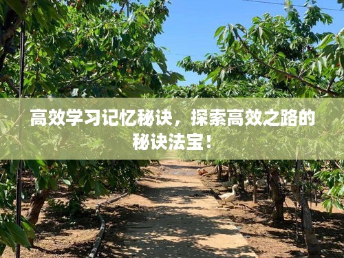 高效学习记忆秘诀，探索高效之路的秘诀法宝！