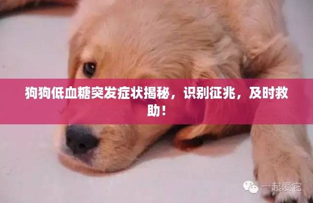 狗狗低血糖突发症状揭秘，识别征兆，及时救助！
