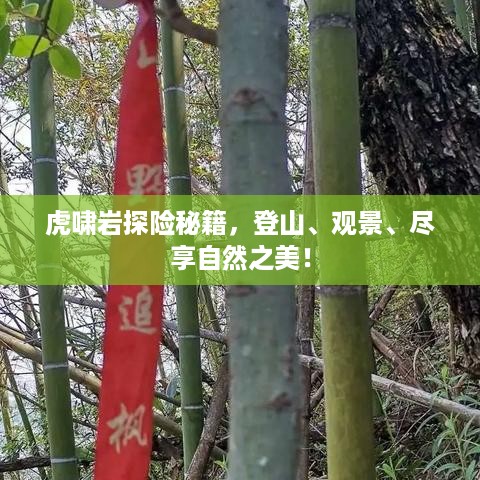 虎啸岩探险秘籍，登山、观景、尽享自然之美！