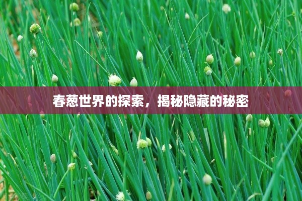 春葱世界的探索，揭秘隐藏的秘密