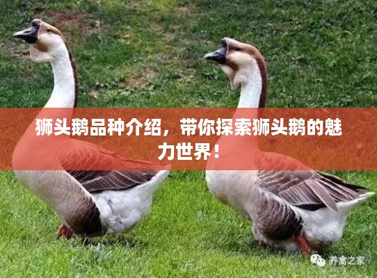 狮头鹅品种介绍，带你探索狮头鹅的魅力世界！