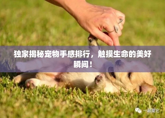 独家揭秘宠物手感排行，触摸生命的美好瞬间！