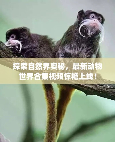 探索自然界奥秘，最新动物世界合集视频惊艳上线！