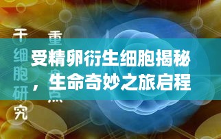 受精卵衍生细胞揭秘，生命奇妙之旅启程
