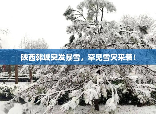 陕西韩城突发暴雪，罕见雪灾来袭！